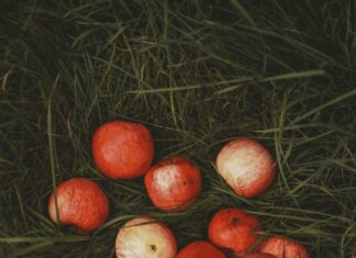 Plentiful NYT Insights: How Abundance Transforms Your Life Today